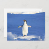 Sonniger Pinguin auf Eis-Foto Postkarte (Vorne/Hinten)