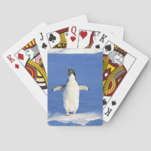 Sonniger Pinguin auf Eis-Foto