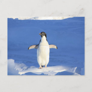 Sonniger Pinguin auf Eis Postkarte