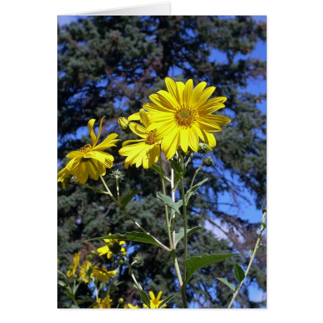 Sonniger Tag! (Vorne)