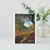 Sonniger Tag im Olivenhain Postkarte (Stehend Vorderseite)