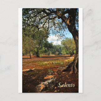 Sonniger Tag im Olivenhain Postkarte