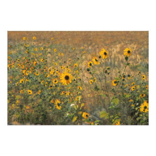 Sonniges Feld mit kleinen Sonnenblumen im Impressi Fotodruck