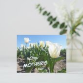 Sonniges weißes Tulips Fach Muttertag Postkarte (Stehend Vorderseite)