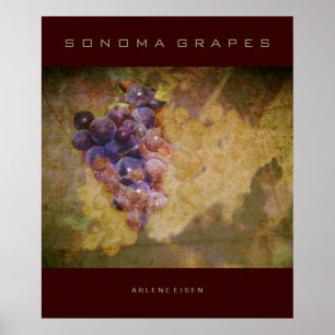 Sonoma-Trauben auf Rebe Poster