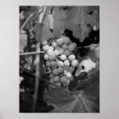 Sonoma Trauben Poster (Vorne)