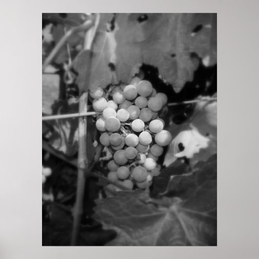 Sonoma Trauben Poster (Vorne)