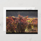 Sonoma Valley - Zinfandel Postkarte (Vorne/Hinten)