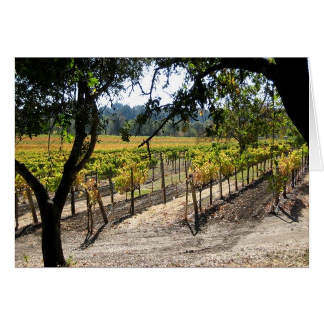 Sonoma Vineyard (Vorderseite (Horizontal))