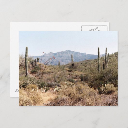 Sonoran Desert Arizona Postkarte (Vorne/Hinten)