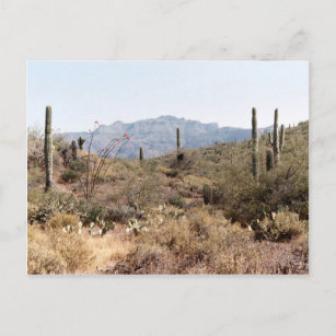 Sonoran Desert Arizona Postkarte