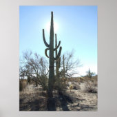 Sonoran Desert Scene 05 Poster (Vorne)