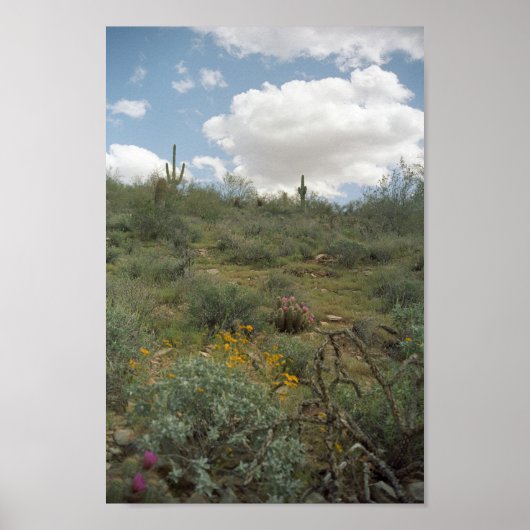 Sonoran Desert Spring Symphony Art Print Posters Poster (Vorne)