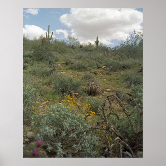 Sonoran Desert Spring Symphony Poster Art Prints (Vorne)
