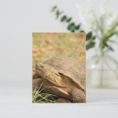 Sonoran Desert Tortoise Postkarte (Stehend Vorderseite)