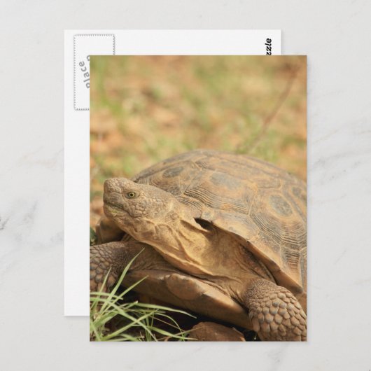 Sonoran Desert Tortoise Postkarte (Vorne/Hinten)