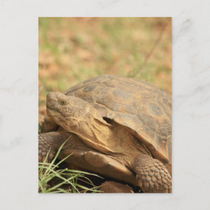 Sonoran Desert Tortoise Postkarte