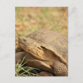 Sonoran Desert Tortoise Postkarte (Vorderseite)