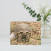 Sonoran Deset Tortoise Postkarte (Stehend Vorderseite)