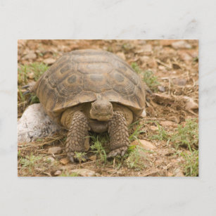 Sonoran Deset Tortoise Postkarte