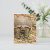 Sonoran Deset Tortoise Postkarte (Stehend Vorderseite)