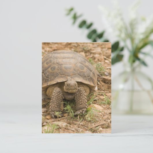 Sonoran Deset Tortoise Postkarte (Stehend Vorderseite)