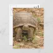 Sonoran Deset Tortoise Postkarte (Vorne/Hinten)