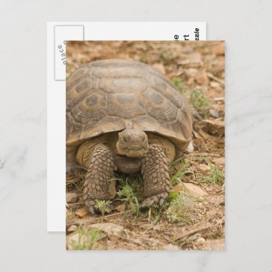 Sonoran Deset Tortoise Postkarte (Vorne/Hinten)