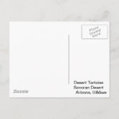 Sonoran Deset Tortoise Postkarte (Rückseite)