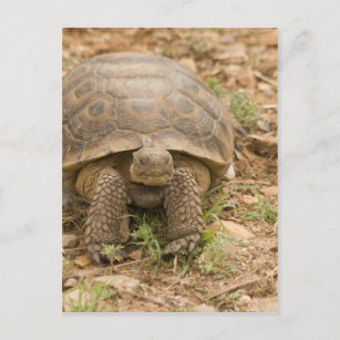 Sonoran Deset Tortoise Postkarte