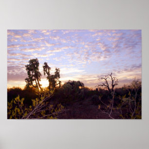 Sonoran Sunset Poster
