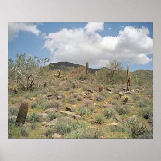 Sonoran Wüste Pastorale Art Print Foto Poster (Vorne)
