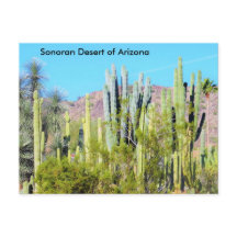Sonoran-Wüste von Arizona