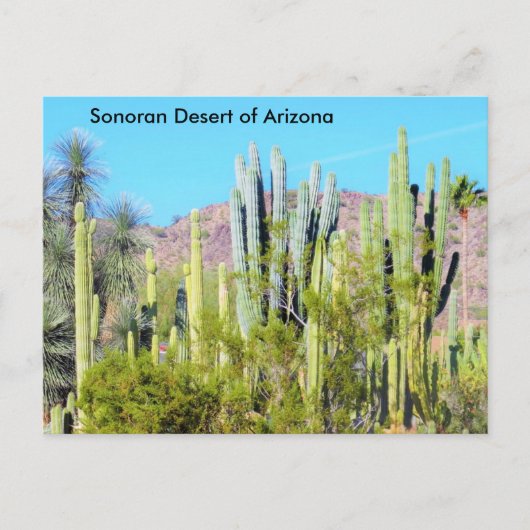 Sonoran-Wüste von Arizona Postkarte (Vorderseite)