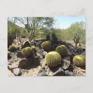 Sonoran-Wüsten-Postkarte Postkarte