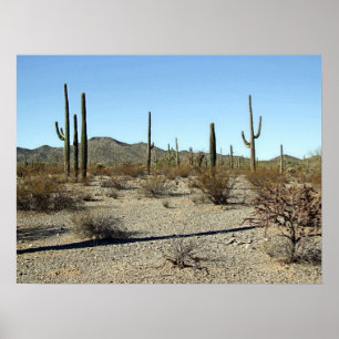 Sonoran Wüsten-Szene 16 Poster