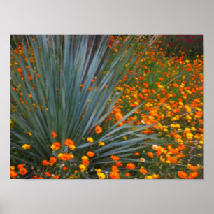 Sonoran Wüsten-wilde Blumen 2 Poster