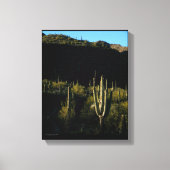 Sonoran-Wüstenlandschaft mit Giant Saguaro Cactus Leinwanddruck (Vorderseite)