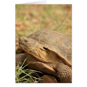 Sonoran Wüstenschildkröte