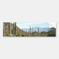 Sonoran Wüstenszene 02