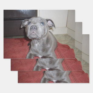 Sooky Blue Staffordshire Bull Terrier Puppy, Geschenkpapier Set