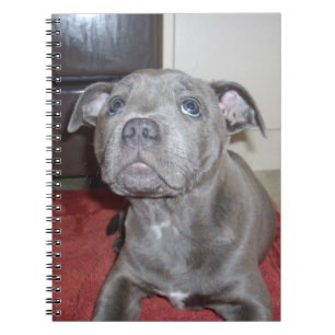 Sooky Blue Staffordshire Bull Terrier Puppy, Notizblock