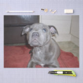 Sooky Blue Staffordshire Bull Terrier Puppy, Seidenpapier (Handwerk)