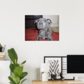 Sooky Face Staffordshire Bull Terrier Puppy, Poster (Heimbüro)