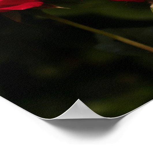 Soothing Reds Poster (Ecke)