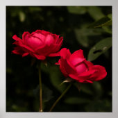 Soothing Reds Poster (Vorne)