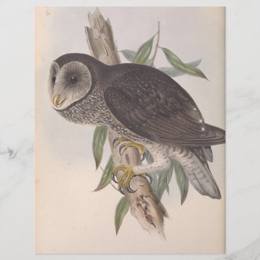 Sooty (Vorderseite)