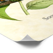 Sooty Capped Hermit Hummingbird Art Print Poster (Ecke)