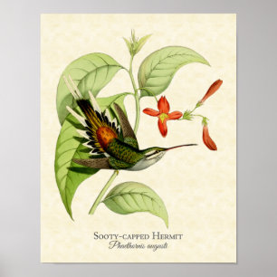 Sooty Capped Hermit Hummingbird Art Print Poster