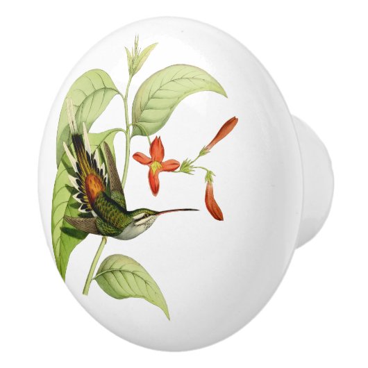 Sooty Capped Hermit Hummingbird Keramikknauf (Rechts)